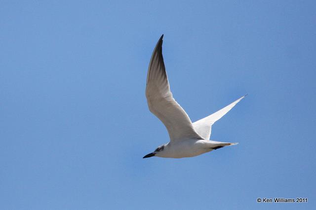 Gull-billed Tern - winter plumage, Laguna Atascosa NWR 1-22-11, Ja 4208.jpg
