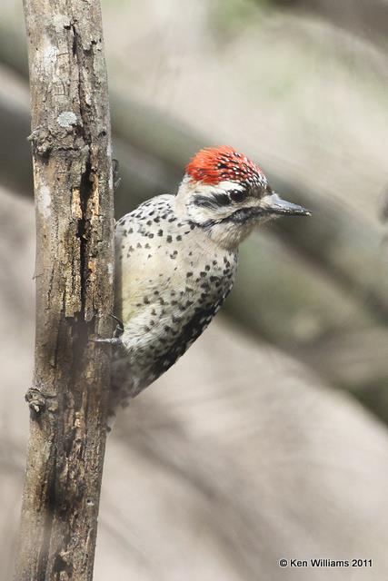 Ladder-backed Woodpecker male, Santa Ana NWR, TX, 1-24-11, Ja 5033.jpg