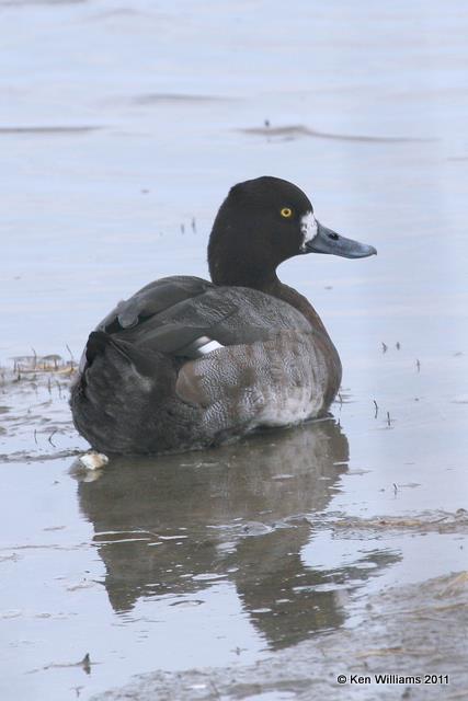 Lesser Scaup, Rockport, TX, 1-30-11, Ja 4084.jpg