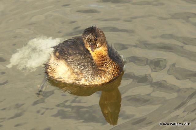 Pied-billed Grebe - nonbreeding plumage, South Padre Island, TX, 1-28-11, Ja 7176.jpg