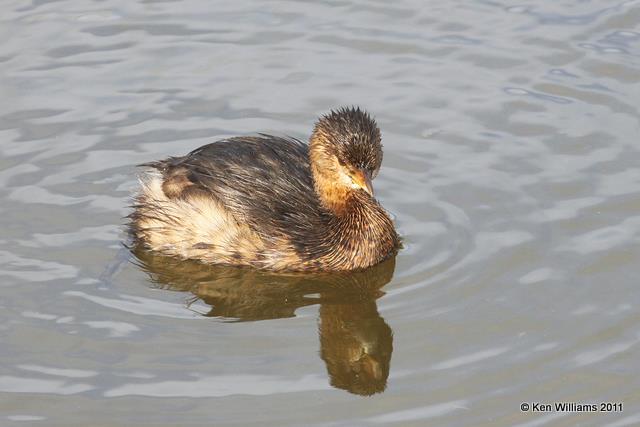 Pied-billed Grebe - nonbreeding plumage, South Padre Island, TX, 1-28-11, Ja 7184.jpg