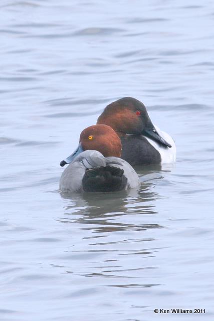 Redhead & Canvasback - males, Rockport, TX, 1-30-11, Ja 4092.jpg