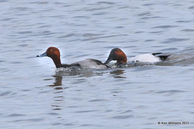 Redhead & Canvasback - males, Rockport, TX, 1-30-11, Ja 4096.jpg