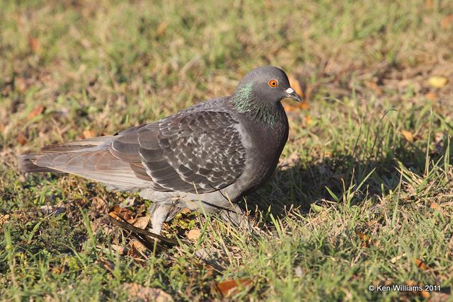 Rock Pigeon, Donna, TX, 1-26-11, Ja 6297.jpg