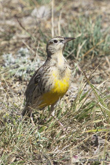 Western Meadowlark - nonbreeding, Falcon State Park, TX, 1-25-11, Ja 5688.jpg