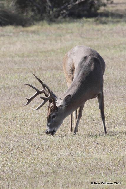 White-tailed Deer, Port Mansfield, TX, 1-26-11, Ja 6052.jpg