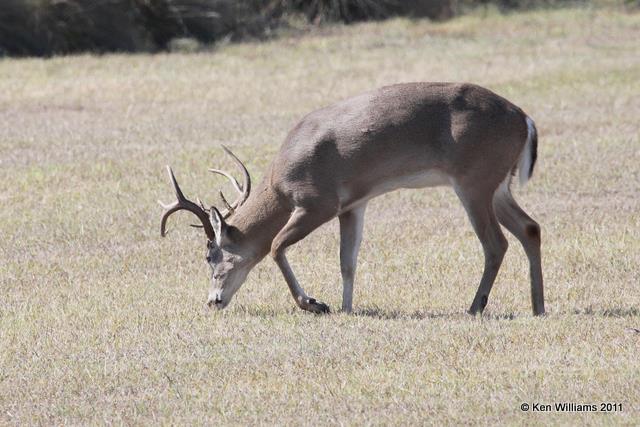 White-tailed Deer, Port Mansfield, TX, 1-26-11, Ja 6055.jpg