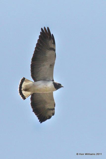 White-tailed Hawk, Port Mansfield, TX, 1-26-11, Ja 6070.jpg