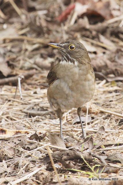 White-throated Thrush, Estero Llano Grande SP, TX, 1-23-11, Ja 4853.jpg