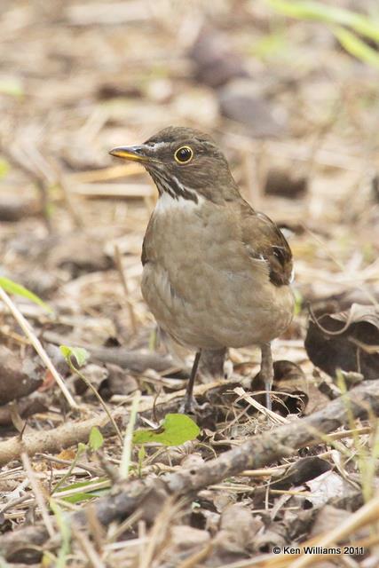 White-throated Thrush, Estero Llano Grande SP, TX, 1-23-11, Ja 4863.jpg