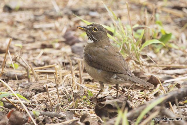 White-throated Thrush, Estero Llano Grande SP, TX, 1-23-11, Ja 4867.jpg