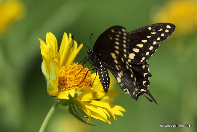 Black Swallowtail, 3.7 miles west of county line on HY 19, Jackson Co, OK, 7-21-10  JL 5897.jpg