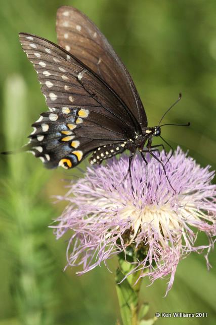 Black Swallowtail, Atoka WMA, Atoka Co, OK, 6-30-10, JL 3782.jpg