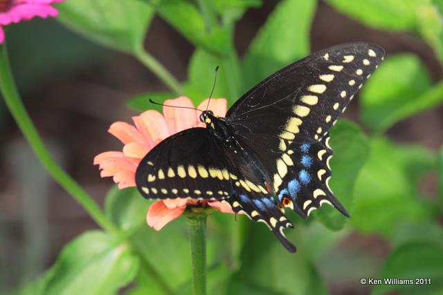 Black Swallowtail, Owasso Backyard, Rogers Co, OK, 7-13-09, RL 9072.jpg