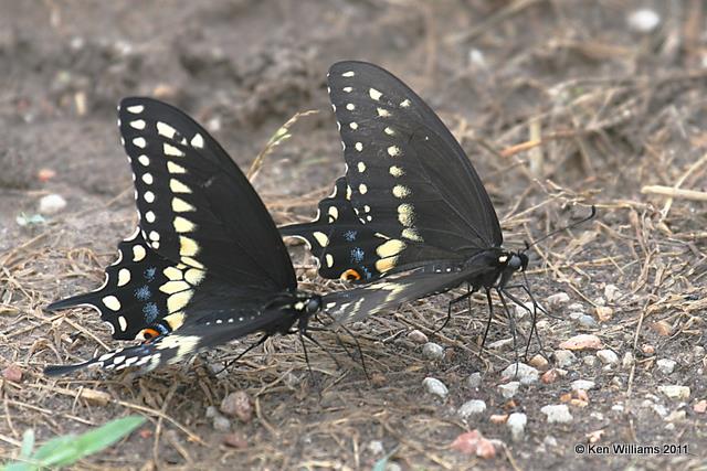 Black Swallowtail, Wah'kon-tah Prairie, St Clair Co, MO 6-27-07 JL 7056.jpg