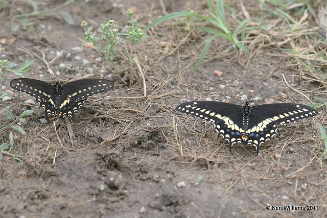 Black Swallowtail, Wah'kon-tah Prairie, St Clair Co, MO 6-27-07 JL 7063.jpg