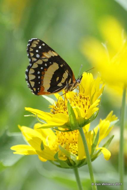 Bordered Patch, E. Davidson, Tillman Co, OK, 7-20-10, JL 5054.jpg