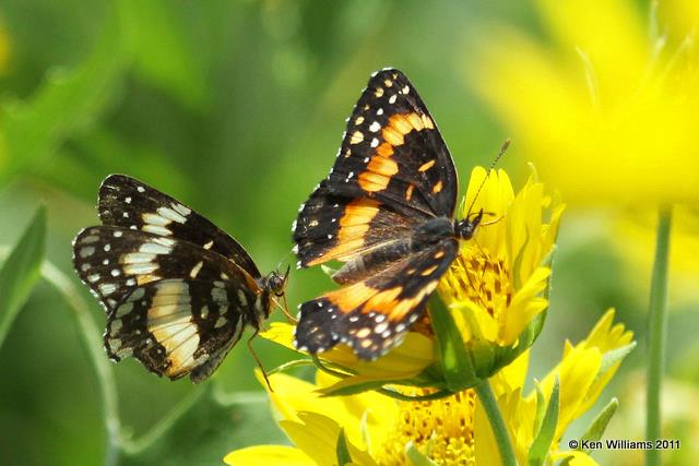 Bordered Patch, E. Davidson, Tillman Co, OK, 7-20-10, JL 5055.jpg