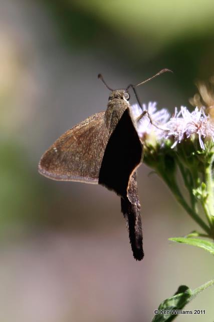 Brown Longtail, Estero Llano Grande  SP,  TX, 3-1-09, RL 1522.jpg