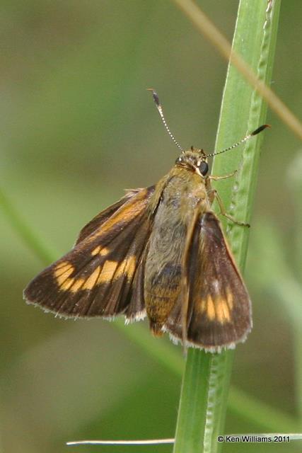 Byssus Skipper female on E. Gamma Grass, Nowata Land, Nowata Co, OK, 6-24-08 JL 0725.jpg