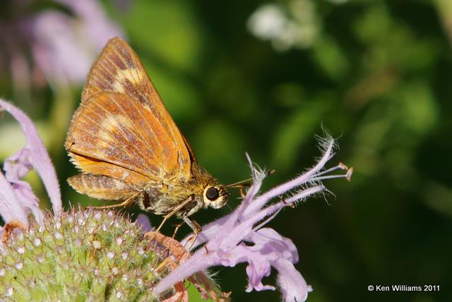 Byssus Skipper, Nowata Land, Nowata Co, OK, 7-6-09, RL 8535.jpg
