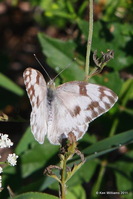 Checkered White, Osage Trail, Tulsa Co, OK, 7-17-09, RL 0173.jpg