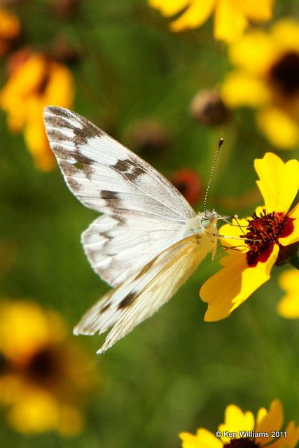 Checkered White, Wichita Mt NWR, OK, 7-19-10, JL 2000.jpg