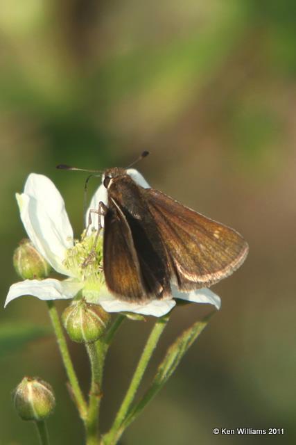 Cobweb Skipper female, Cherokee WMA, OK, 4-20-10, JL 2884.jpg