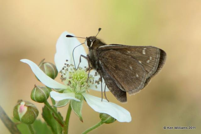 Cobweb Skipper female, Cherokee WMA, OK, 4-20-10, JL 2896.jpg