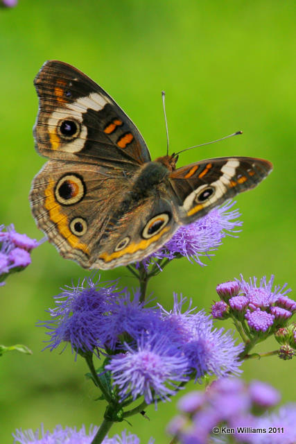 Common Buckeye, Owasso Backyard, Rogers Co, OK, 10-4-08, R L300 9843.jpg