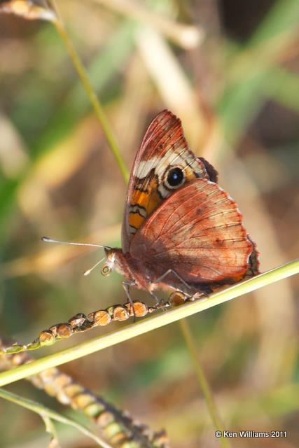 Common Buckeye, Sequoyah NWR, Sequoyah Co, OK, 11-11-09, RL 6388.jpg