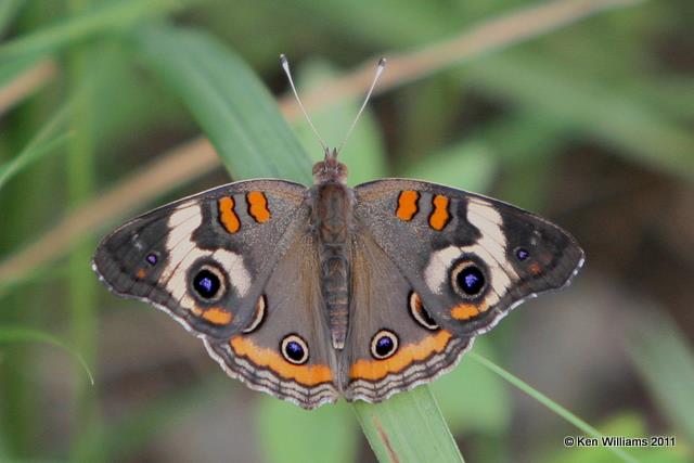 Common Buckeye, Tall Grass Prairie PR, Osage Co, OK, 6-28-08 JE L300 1030.jpg