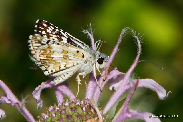 Common Checkered-Skipper, Nowata Land, Nowata Co, OK, 7-6-09, RL 8555.jpg