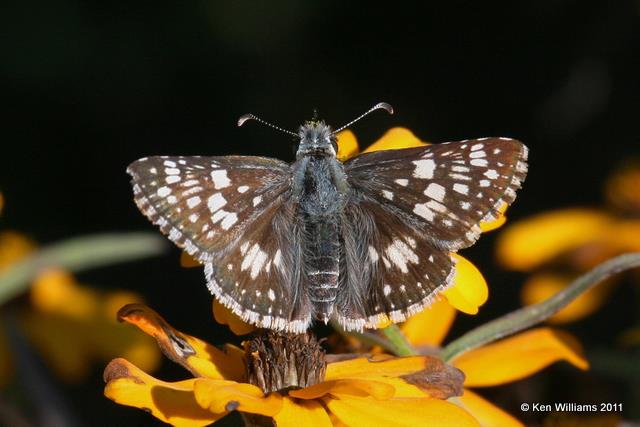 Common Checkered-Skipper, Owasso Yard, Rogers Co, OK, 10-19-08 JE L300 0250.jpg