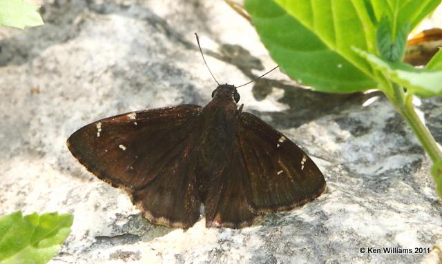 Confused Cloudywing, Nowata Land, Nowata Co, OK, 7-26-09, RL 0916.jpg