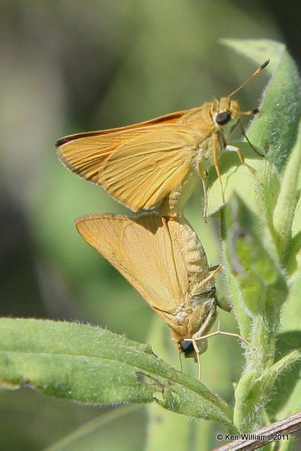 Delaware Skipper pair, Keystone Ancient Forest, Osage Co, OK 6-9-08 JL 0004.jpg