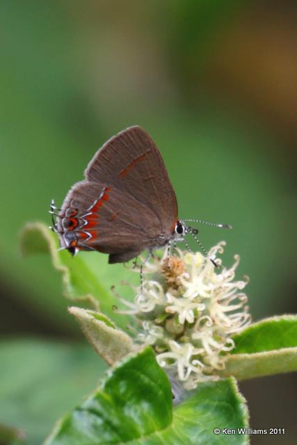 Dusky-blue Groundstreak,  Laguna Atascosa NWR, TX, 2-3-08, RL 3029.jpg