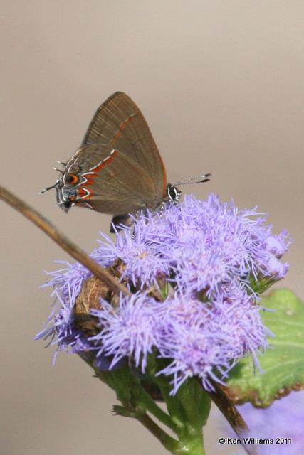 Dusky-blue Groundstreak, Bensten SP, TX, 2-9-08, JL 4357.jpg