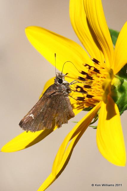 Dusted Skipper, Claud's Cabin, Carter Co, OK 8-13-07 JL2 0067.jpg