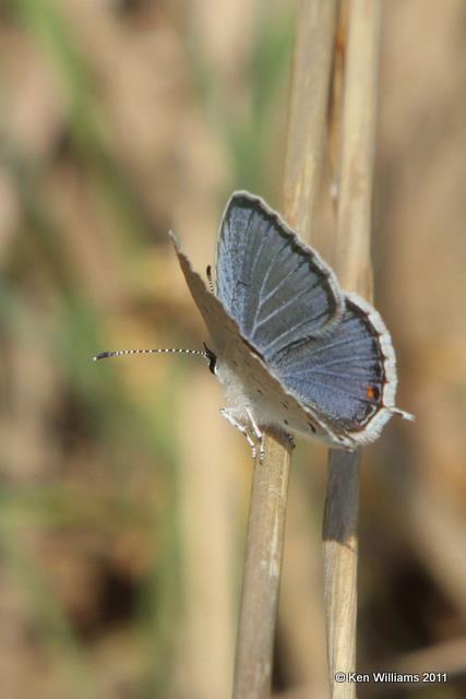 Eastern-tailed Blue, Cherokee WMA, OK, 4-20-10, JL 2426.jpg
