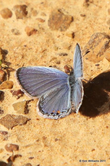 Eastern-tailed Blue, Cherokee WMA, OK, 4-20-10, JL 2770.jpg