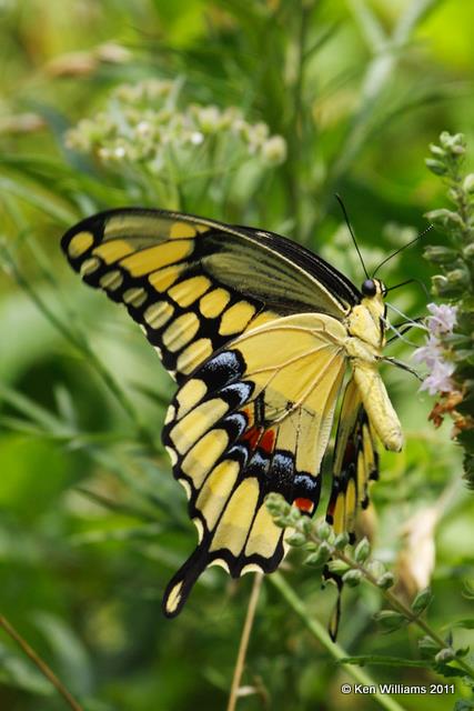 Giant Swallowtail, Nowata Land, Nowata Co, OK, 7-10-09, RL 8969.jpg