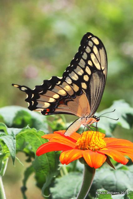 Giant Swallowtail, Nowata Land, Nowata Co, OK, 7-20-09, JL2 0521.jpg