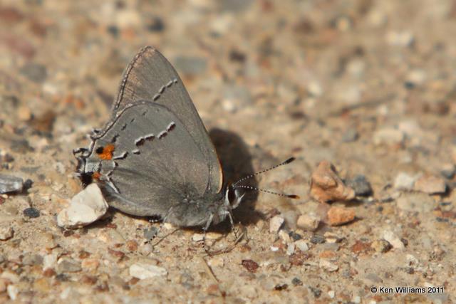 Gray Hairstreak, Cookson WMA, OK, 3-30-10, RL 1148.jpg