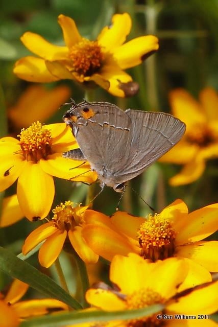 Gray Hairstreak, Owasso Backyard, Rogers Co, OK, 10-3-09, RL 2929.jpg