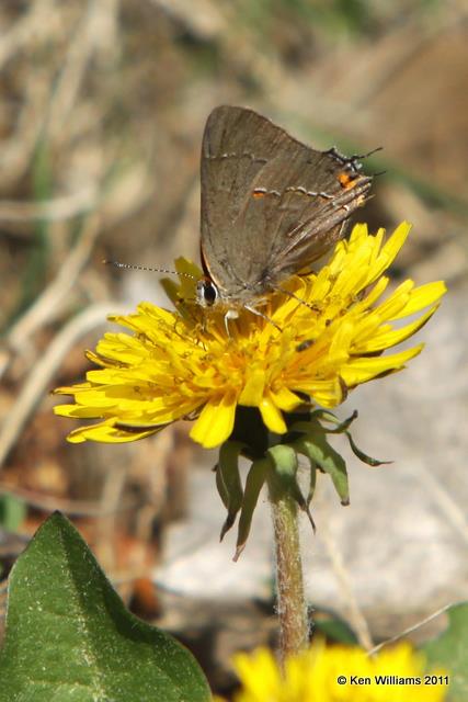 Gray Hairstreak, Salt Plains NWR, 4-14-10, JL 2135.jpg