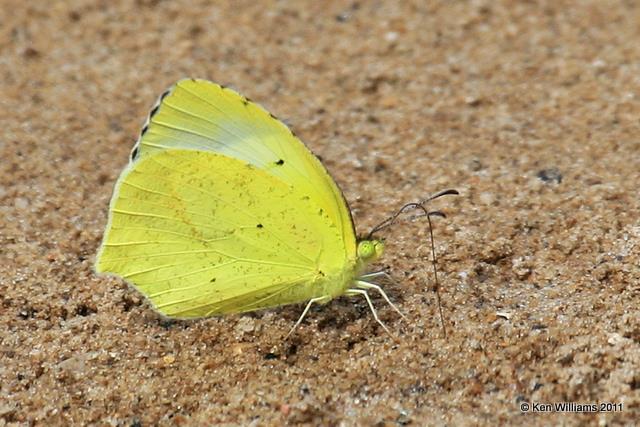 Mexican Yellow, Chickasah NP, Murray Co, OK 7-30-07 JL 0156.jpg