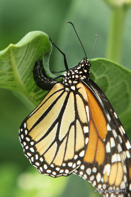 Monarch laying eggs, Owasso Backyard, Rogers Co, OK, 7-10-10, JL 4220.jpg