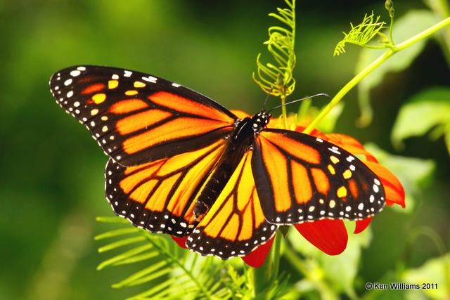Monarch, Owasso backyard, Rogers Co, OK, 9-19-09, RL 5349.jpg