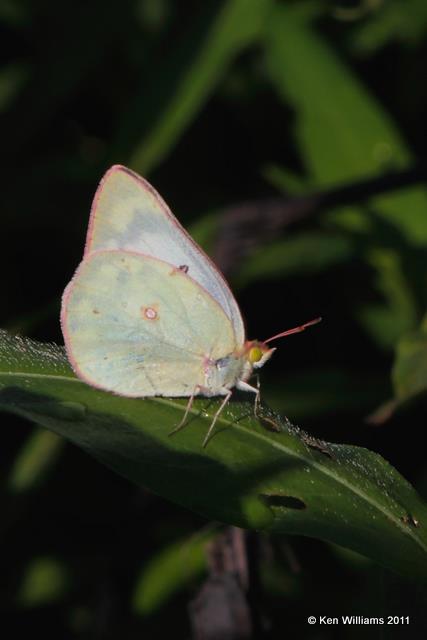 Orange Sulphur, Osage Trail, Tulsa Co, OK, 7-17-09, RL 0135.jpg